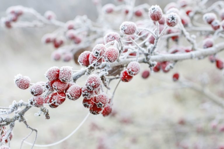 Four Ways to Prep Your Garden for Winter 2020