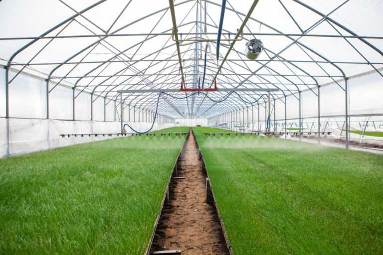 greenhouse