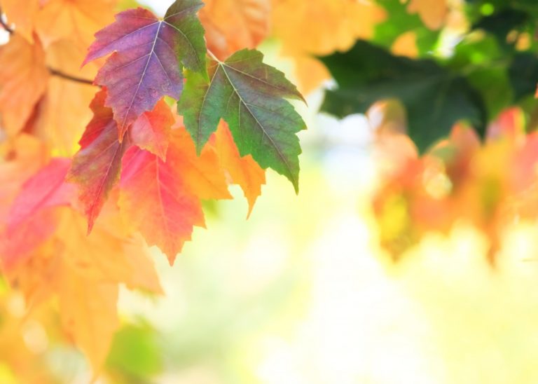 Leaves