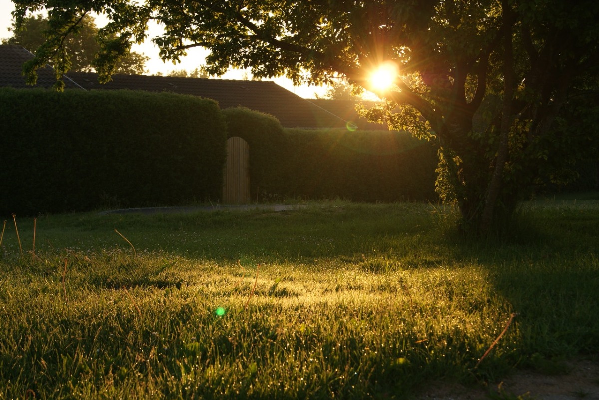 backyard at dawn