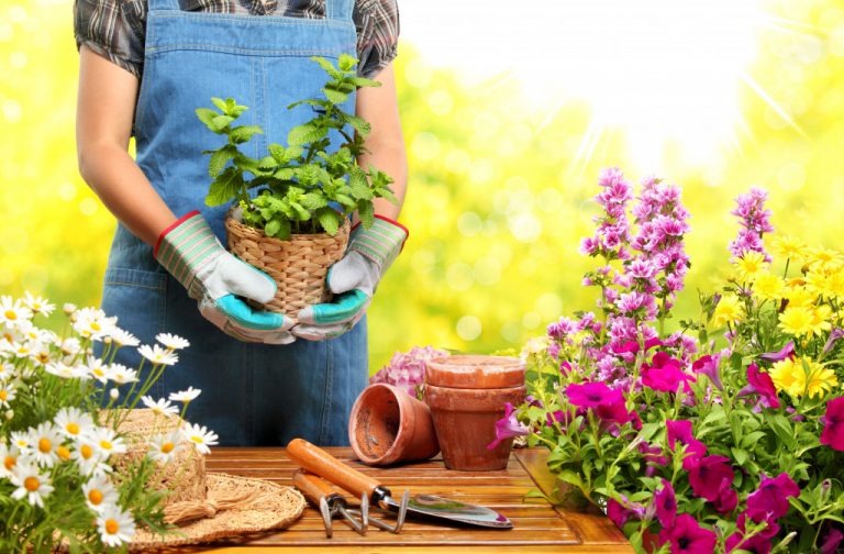 a person holding a pot of plant