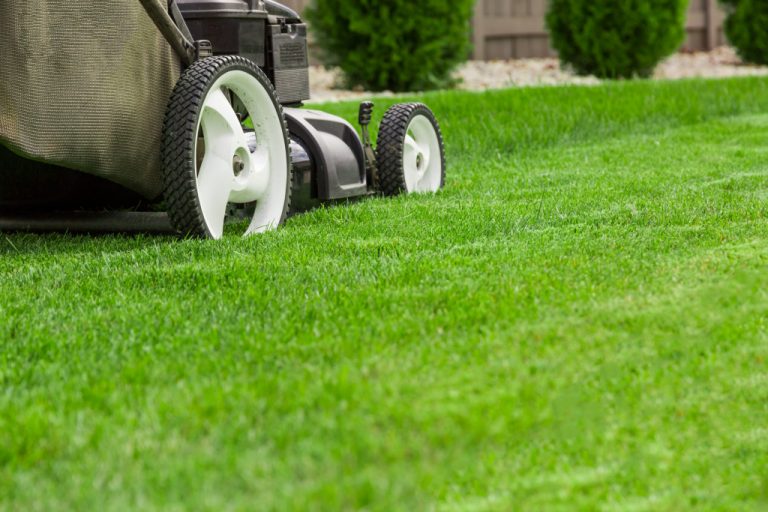 a lawn