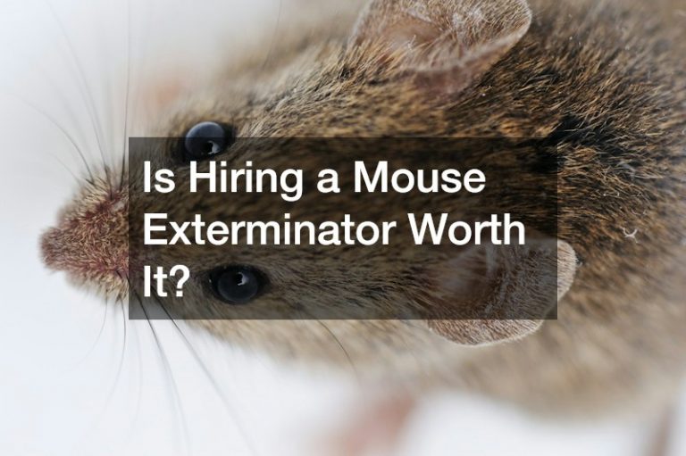 Is Hiring a Mouse Exterminator Worth It?